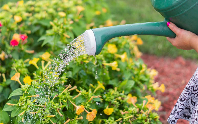 Top Watering Mistakes You Should Stop Making – How To Care Of Your ...