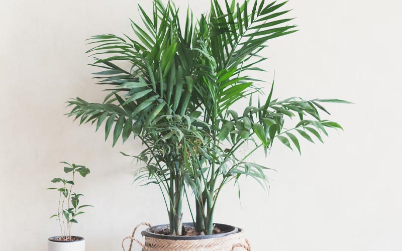 Top 10 Houseplants that Take Care of Your Lungs – How to Care Of Your ...