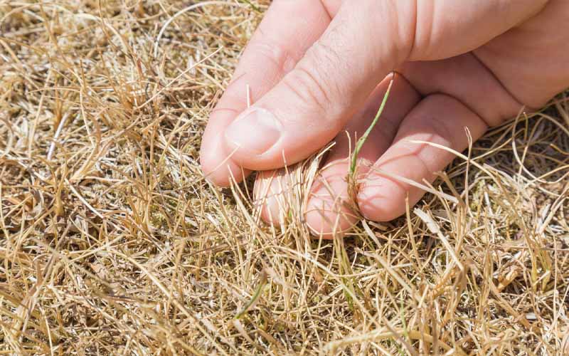 How to Revive Your Yellow Lawn Quickly How to Care Of Your Plants