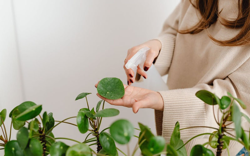 Top Lemon Juice Uses that Gardeners Swear By How to Care Of Your