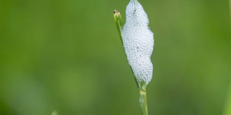 white-foam-on-your-plants-here-s-what-you-should-know-how-to-care-of