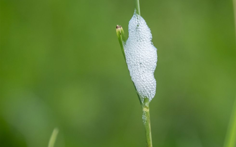 White Foam on Your Plants? Here’s What You Should Know How to Care Of