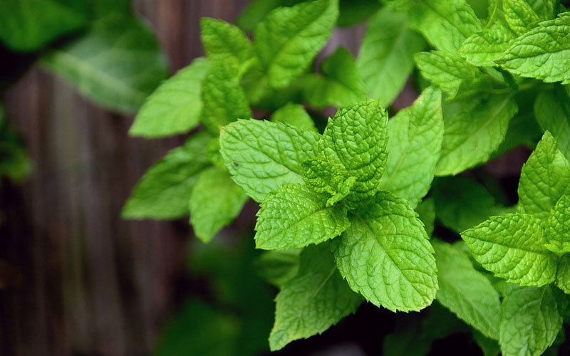 5 of the Best Plants AntRepelling Plants How to Care Of Your Plants