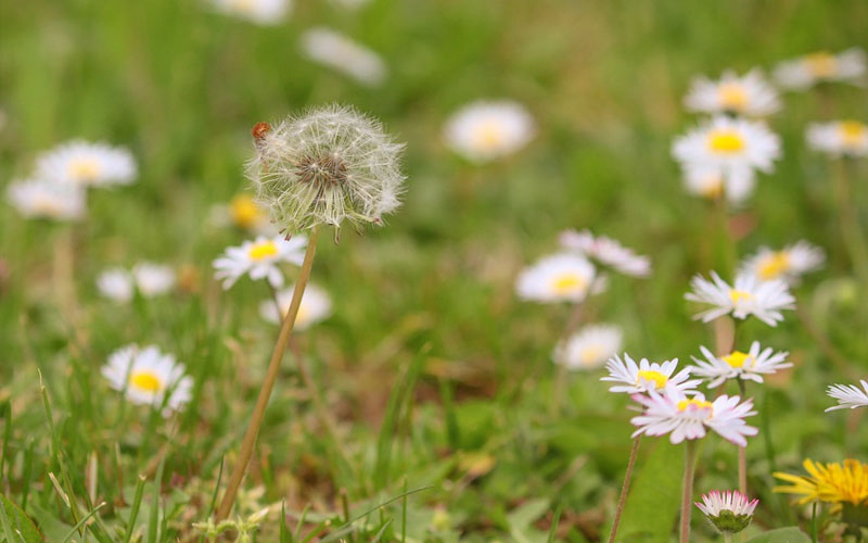 How To Use Vinegar To Effectively Get Rid Of Weeds How To Care Of   How To Use Vinegar To Effectively Get Rid Of Weeds  