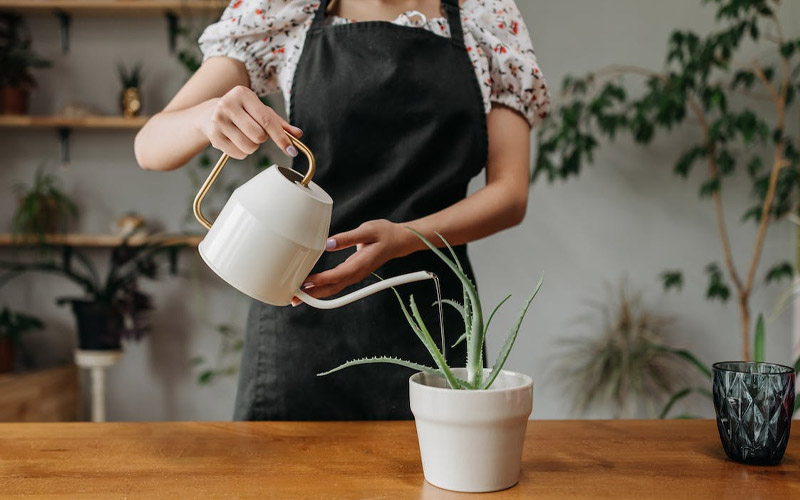 The Most Common Mistake that is Killing Your Plants How to Care Of