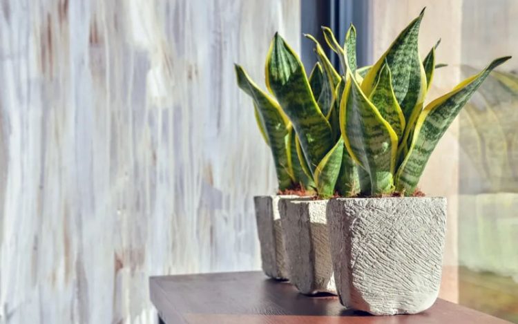 2 Indoor Plants that are Best at Absorbing CO2 at Night – How to Care ...