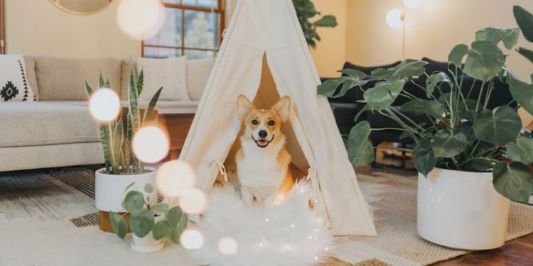 Photo inspiration: Dogs Choking On Houseplants Reference: These Houseplants Are Poisonous For Dogs How To Care Of