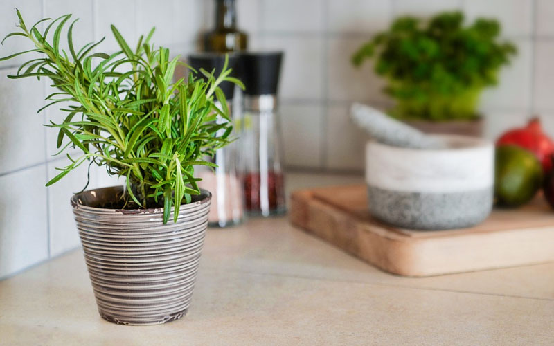 These Plants Can Keep Roaches Away from Your Home How to Care Of Your Plants Garden