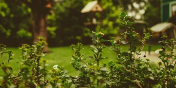 4 Mind-Blowing Uses of Human Urine in the Garden – How to Care Of Your