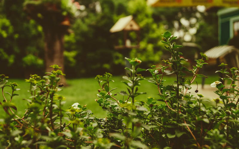 4 MindBlowing Uses of Human Urine in the Garden How to Care Of Your Plants Garden/Gardening