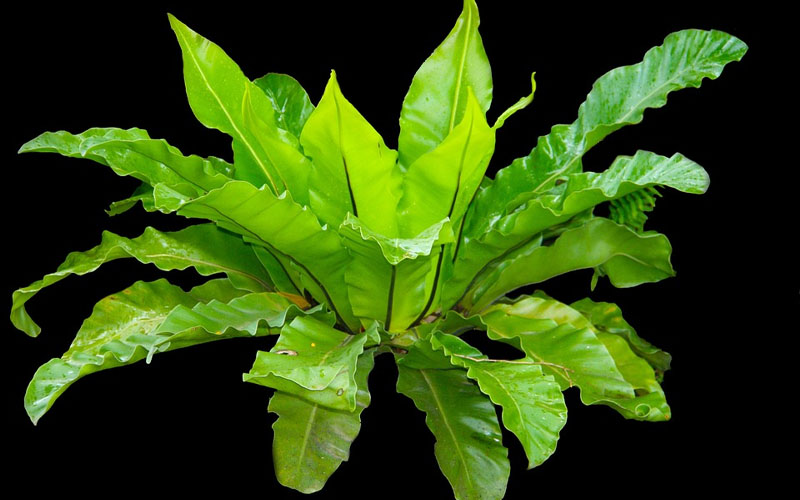 Highest Co2 Absorbing Plants at Tidwell blog