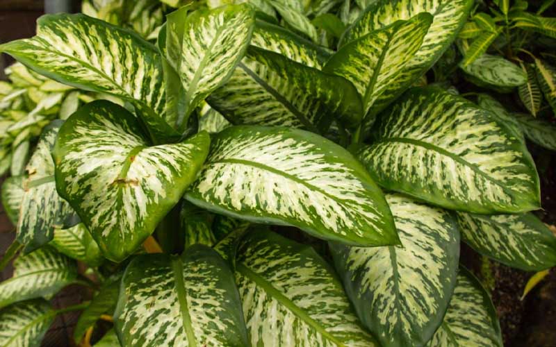 These Are the Best CO2 Absorbing Houseplants How to Care Of Your