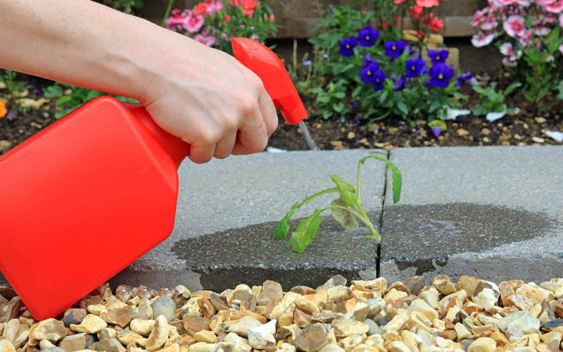 How to Effectively Remove Weeds with Vinegar How to Care Of Your