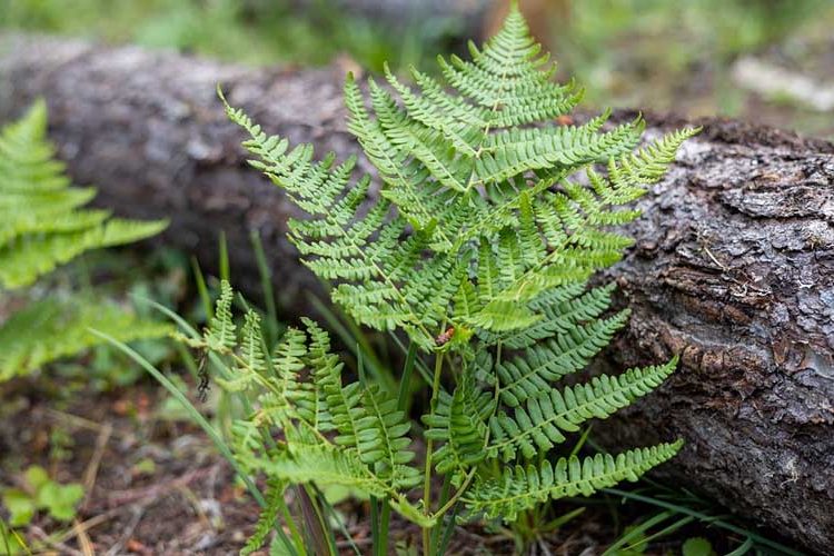 5 of the Best Medicinal Plants You Should Consider Growing How to