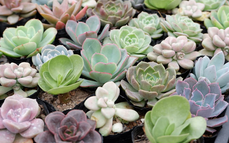 These Are the Best CO2 Absorbing Houseplants How to Care Of Your