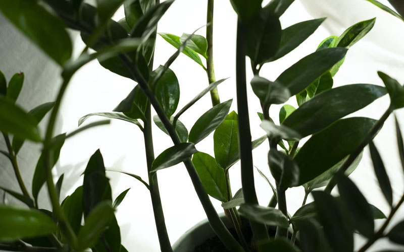 These Are the Best CO2 Absorbing Houseplants How to Care Of Your