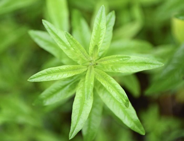 Top 10 Potent Indoor Spider Repellent Plants &ndash; How to Care Of Your