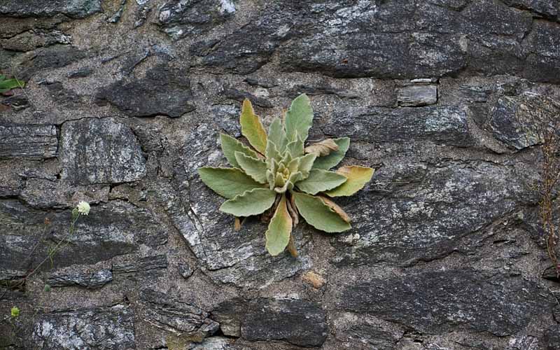 5 Plants You Can Use Instead of Toilet Paper How to Care Of Your