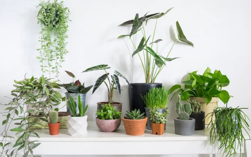 How To Get Rid Of Little Bugs On House Plants How To Get Rid Of Little Bugs On House Plants