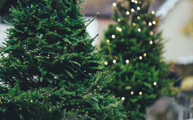 This is the Best Time to Buy a Christmas Tree, According to Experts