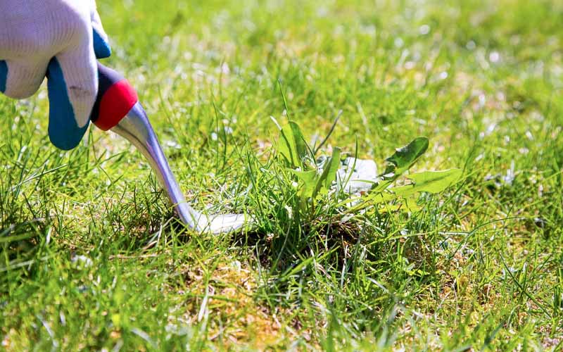 Top Weed Killers that Work Fast Without Harming Your Lawn How to Care