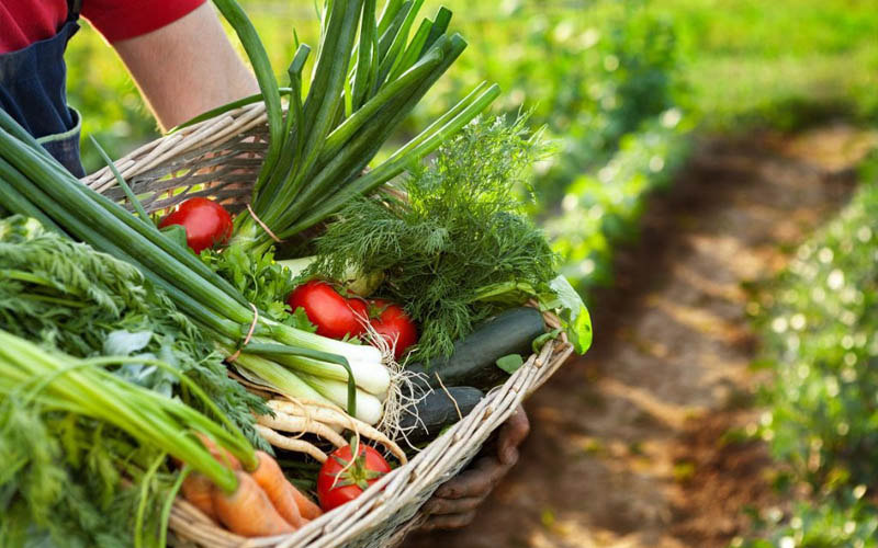 10 Vegetable Gardening Mistakes You Need to Stop Making – How to Care ...