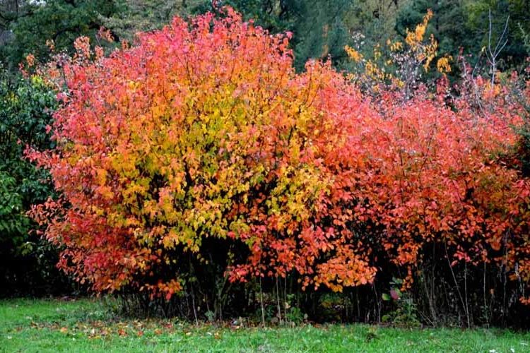 Amur Maple Invsive Remove These Invasive Trees from Your Backyard Now! – How to Care Of ...