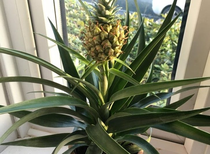 10 SuperPowerful Houseplants That Will Upgrade Your House How to