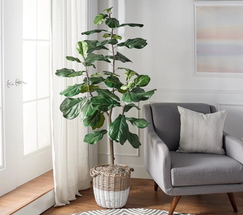 The Perfect Plants to Decorate Your House – How to Care Of Your Plants ...