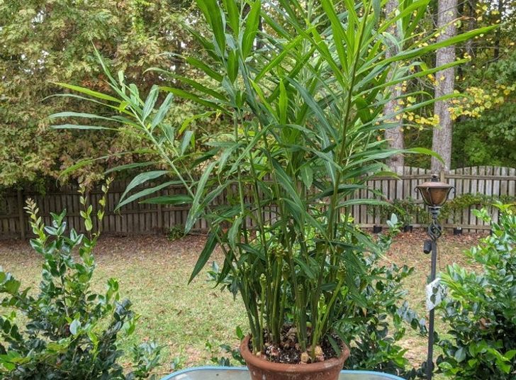 10 SuperPowerful Houseplants That Will Upgrade Your House How to