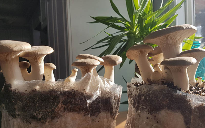 How to Grow Your Own Mushrooms in Coffee Grounds How to Care Of Your
