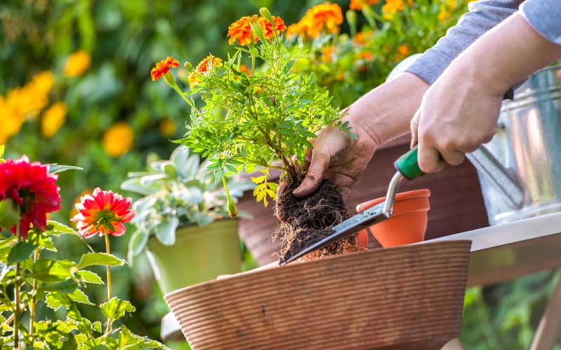 How to Prepare Your Garden for Winter Weather How to Care Of Your