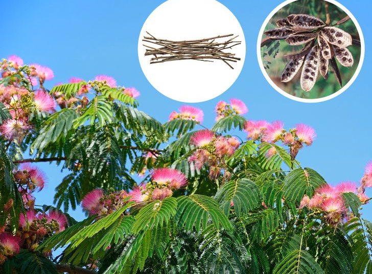 Top 10 Trees You Should Not Plant Near Your House How to Care Of Your