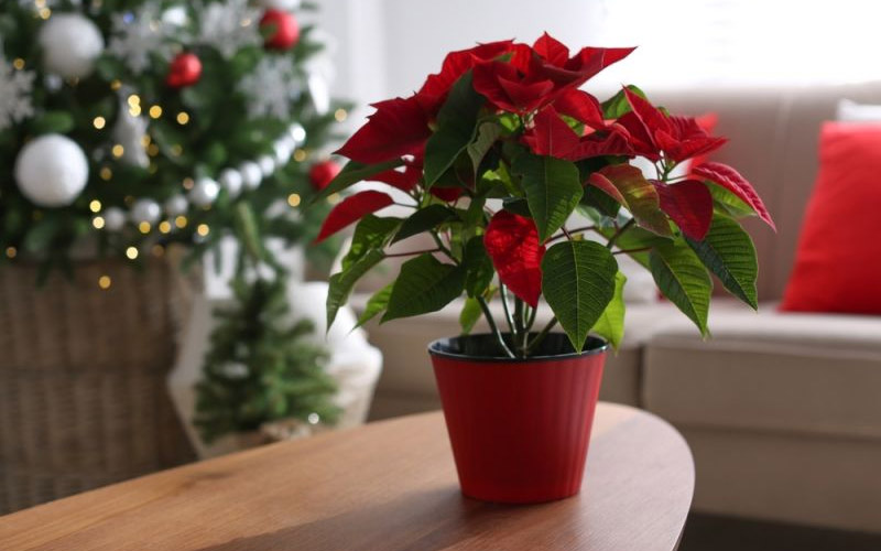 The Best 5 Houseplants for Your Christmas Decorations – How to Care Of ...