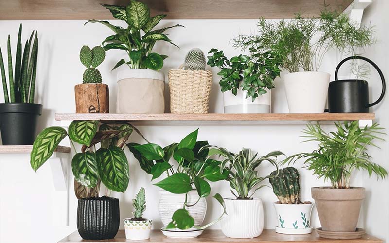 The Best Houseplants for Better Mental Health How to Care Of Your