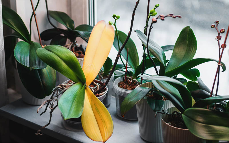 6 Unexpected Causes of Yellowing Indoor Plant Leaves How to Care Of Your Plants Garden