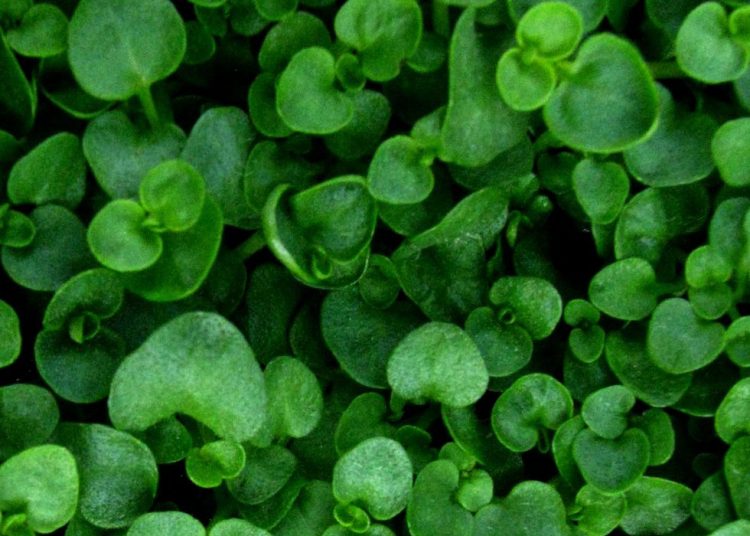 15 Excellent Ground Cover Plants to Fill in Your Garden’s Bare Spots