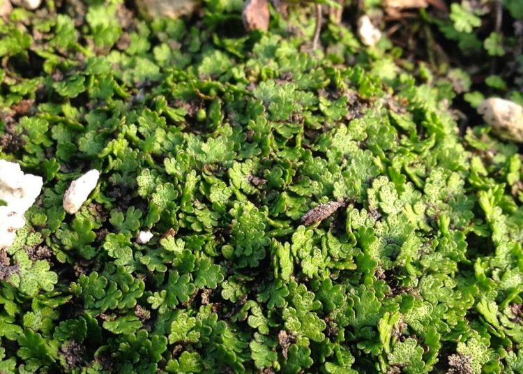 15 Excellent Ground Cover Plants to Fill in Your Garden’s Bare Spots