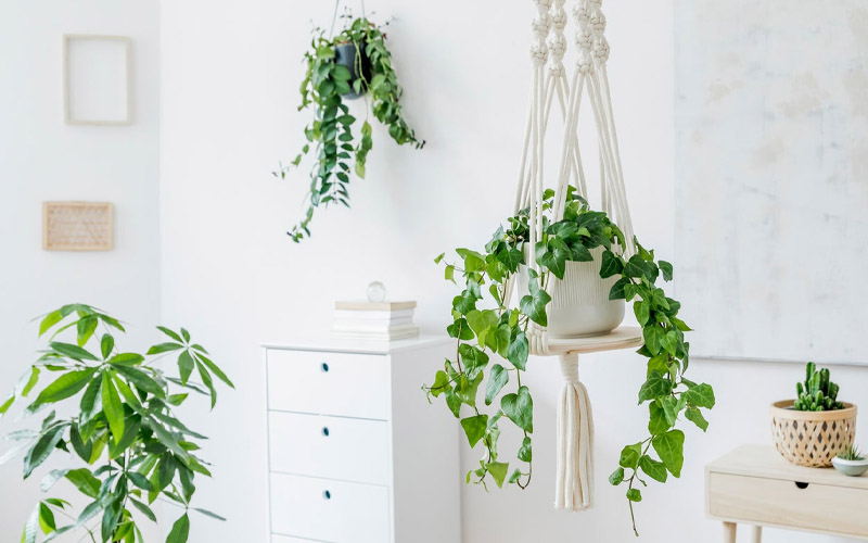 The Best Ways to Hang Plants without Drilling a Hole in the Ceiling How to Care Of Your Plants