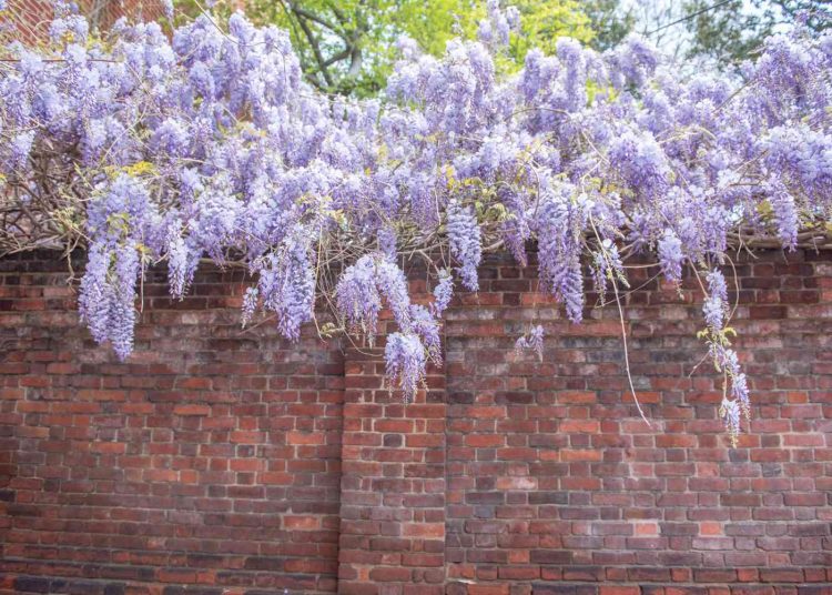 Top 10 Invasive Plants You Need to Avoid How to Care Of Your Plants