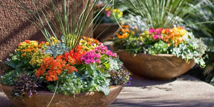 3 Tips to Safely Bring Your Outdoor Plants Inside – How to Care Of Your ...