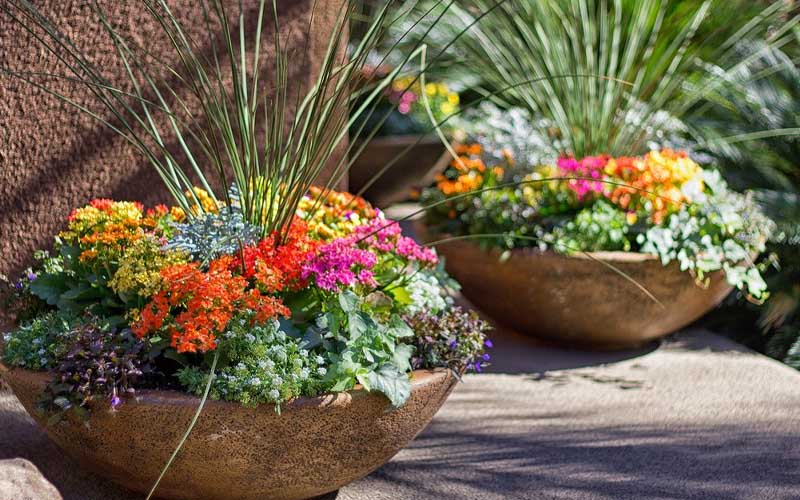 3 Tips To Safely Bring Your Outdoor Plants Inside – How To Care Of Your 