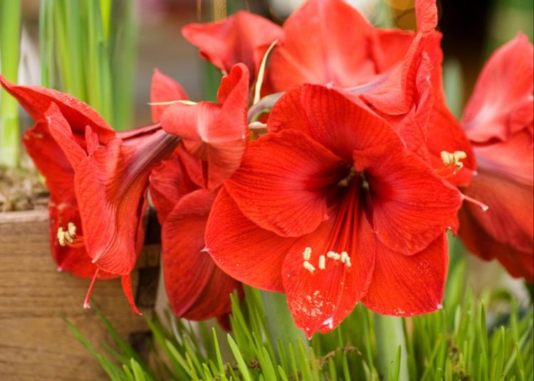 Top 17 Stunning Red Flowers To Brighten Up Your Garden – How To Care Of ...