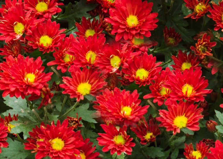 Top 17 Stunning Red Flowers To Brighten Up Your Garden – How To Care Of ...