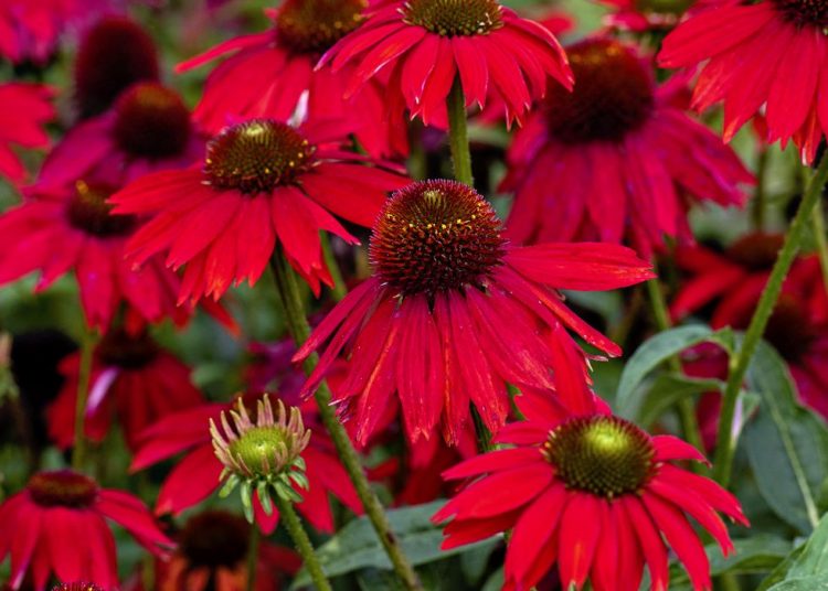 Top 17 Stunning Red Flowers to Brighten Up Your Garden – How to Care Of ...