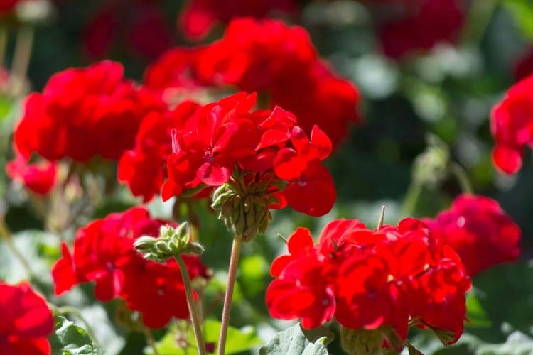 Top 17 Stunning Red Flowers to Brighten Up Your Garden How to Care Of