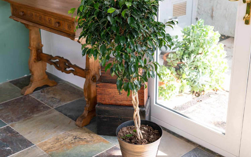 Here’s How You Can Winterize Your Favorite Potted Plants How to Care Of Your Plants Garden