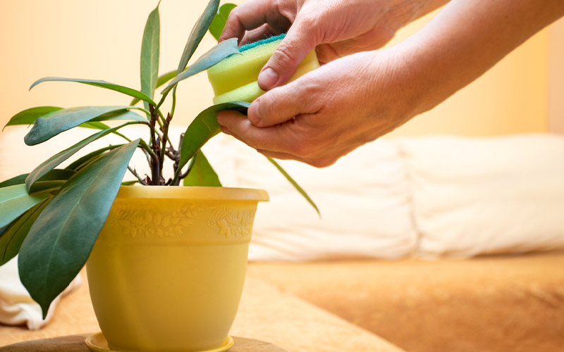 How a Kitchen Sponge Can Revive Your Dying Houseplants How to Care Of