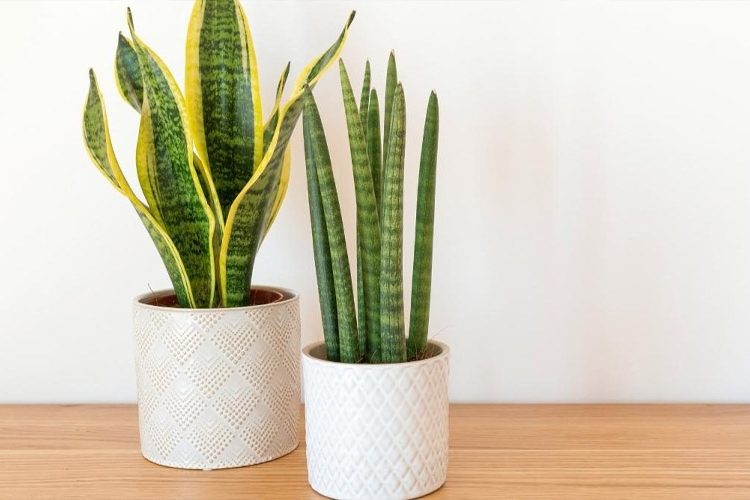 5 of the Best Houseplants for Your Kitchen – How to Care Of Your Plants ...