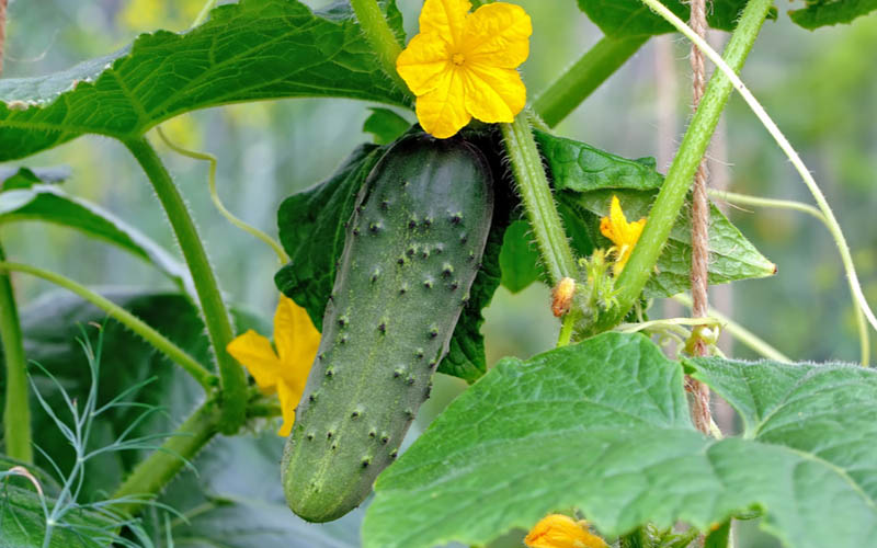An Easy Manual for Planting Cucumbers in Plant Pots How to Care Of